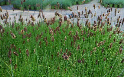 pennisetum massaicum